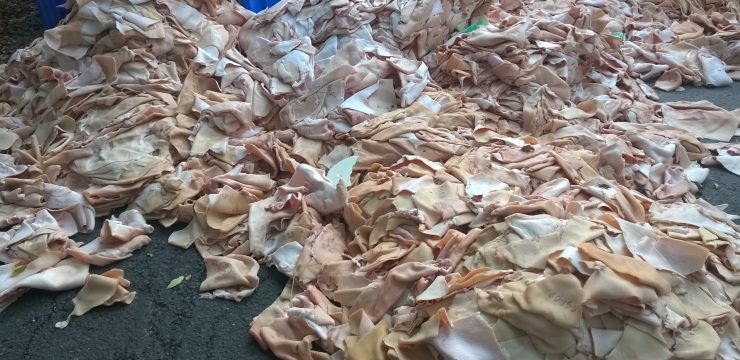 Animal Waste Removal