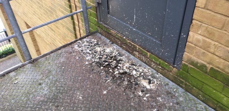 Pigeon Guano Clean