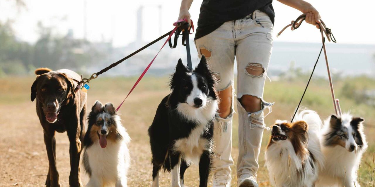 Bird Flu in Pets and Other Animals