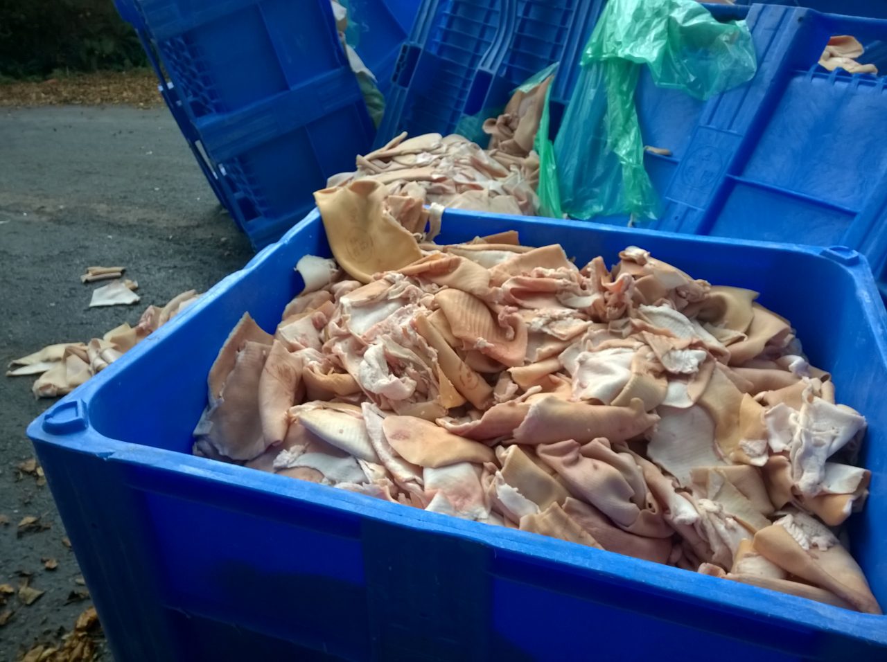 Animal-Waste-Clean-Up.jpg9_ Animal-Waste-Clean-Up.jpg9_