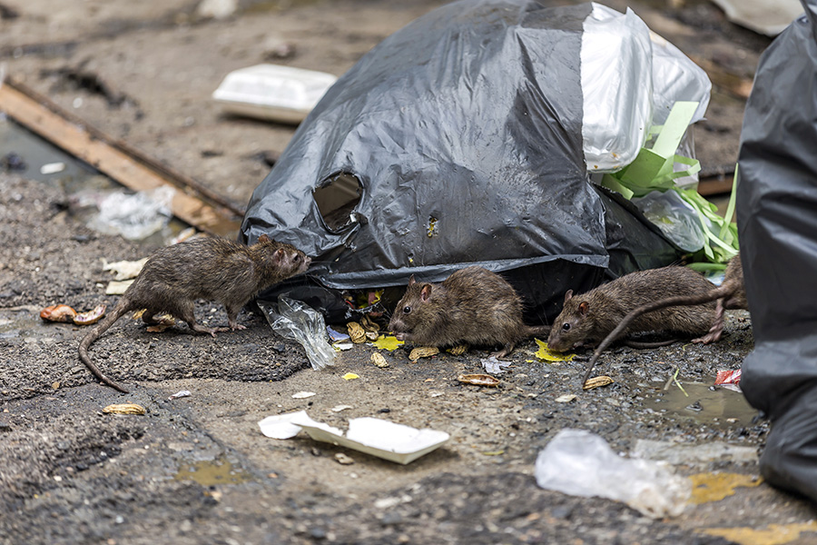 Feral rats feeding near a bag of rubbish