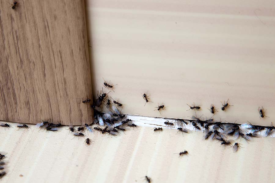 An ant infestation in a domestic property
