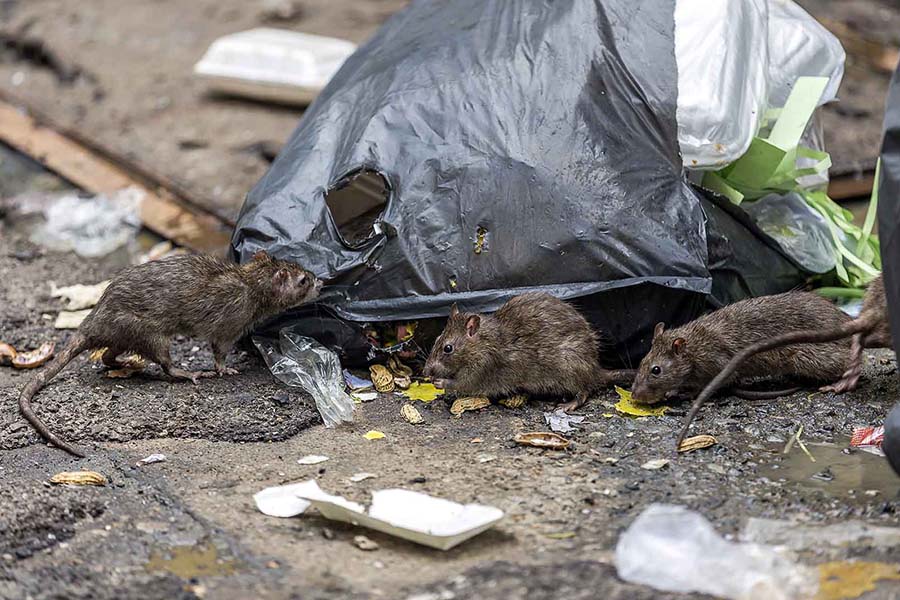 Rats eating waste food next to a large black refuse sack