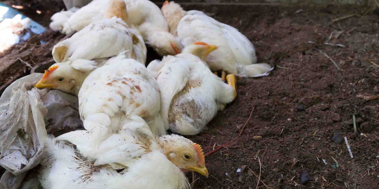 Avian Flu: Understanding the Virus and Its Impact