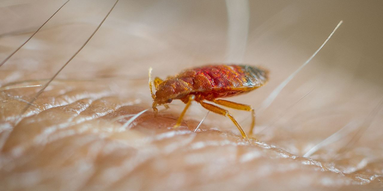 Comprehensive Guide to Bed Bug Infestations in Scotland